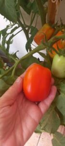 A person holding a ripe red tomato.