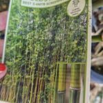 A person is holding a card that says "Bamboo Screening" in front of a bamboo plant.