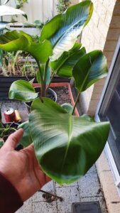A person is holding a leafy plant in their hand, possibly a banana tree.