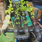 A person is sitting next to a table with several potted plants on it.