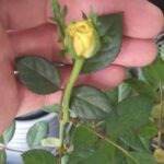 A person's hand holding a flower with a yellow center.