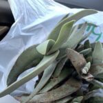 A plant is growing in a plastic bag.