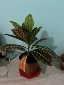 A plant with green leaves and brown spots is sitting in a pot on a table.