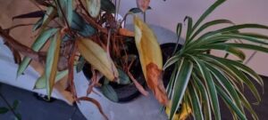A plant with yellow leaves and brown stems sits in a black pot.