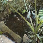 A pond with a frog statue and a bird statue.