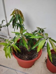 A potted plant with a few leaves and a dead leaf in the middle.