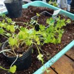 A potted plant with a few leaves and a small amount of dirt is sitting on a table.