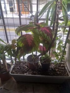 A potted plant with a red leaf is sitting on a window sill.