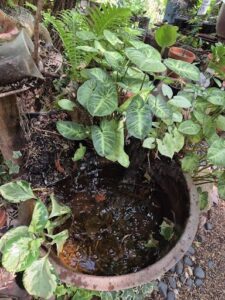 A potted plant with a small pond of water underneath it.