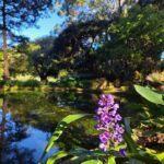 A purple flower blooms in a pond surrounded by trees.