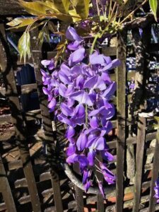 A purple flower hangs from a tree branch, creating a beautiful scene.