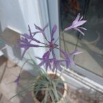 A purple flower in a pot with a green stem.