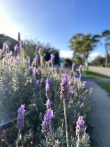 A purple flower stands out in a field of lavender.