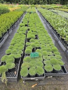 A row of potted plants with different types of grass and plants.