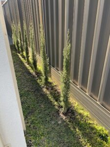 A row of small trees are planted in the ground, with a shadow cast on the grass.