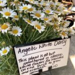 A sign advertising a plant called "Angelic White Daisy" is displayed in a flower shop.