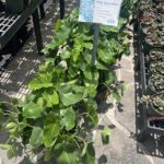 A sign is posted in front of a plant, indicating that it is a Philodendron plant.