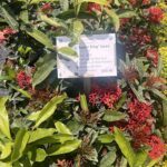 A sign is posted on a plant, indicating that it is a Super King Ivora plant.