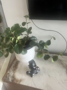 A small black dog figurine is placed on a table next to a potted plant.