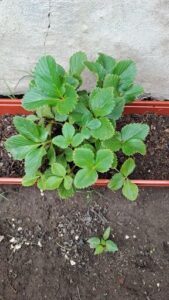 A small green plant with green leaves and a red pot.