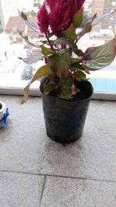 A small plant in a black pot sits on a windowsill.
