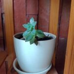 A small plant is growing in a white pot.