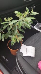 A small potted plant is placed on a car's dashboard.