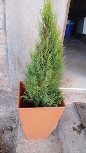 A small potted tree is sitting on a sidewalk.