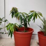 A small tree in a red pot is growing in front of a white wall.