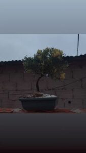 A small tree is growing in a pot on a roof.