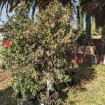 A small tree is growing in a pot, surrounded by other potted plants.