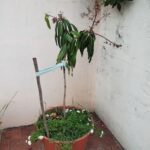 A small tree with a blue ribbon tied around it is growing in a pot.