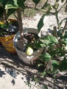 A small tree with a lemon in a bucket.