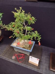 A small tree with red flowers in a blue pot.