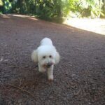 A small white dog with a pink nose is walking down a dirt road.
