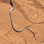 A snake is laying on the sand.
