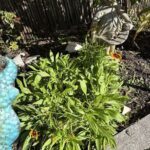 A statue of a woman is placed in a garden, surrounded by green plants and flowers.