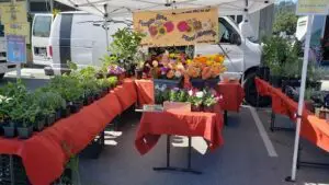 A table full of flowers and plants is set up for sale.