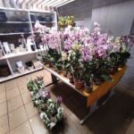 A table full of potted plants, including orchids, is displayed in a room.