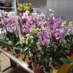 A table full of potted plants with purple and white flowers.