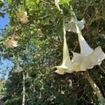 A tree filled with white flowers hangs over a sidewalk.