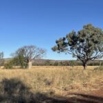 A tree stands tall in a field of dry grass, with a clear blue sky above.