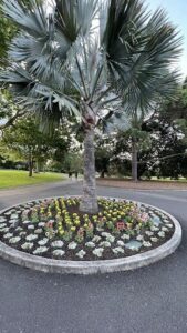 A tree with a circle of flowers around it.
