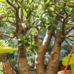 A tree with a few oranges on it.