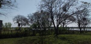 A tree with a hollowed out trunk stands in a field, surrounded by a fence.