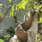 A tree with a large knot on it stands in front of a stone wall.