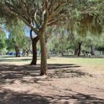 A tree with a large trunk stands in a park, casting a shadow on the ground.