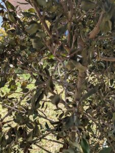 A tree with dead leaves and branches.