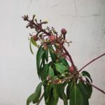 A tree with green leaves and a few fruits growing on it.