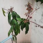 A tree with green leaves and yellow flowers growing on it.